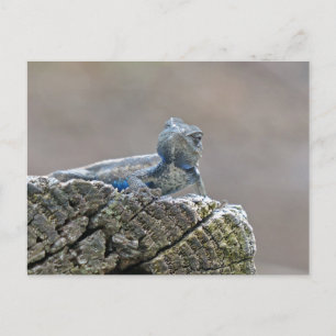 Blue Belly Alligator Lizard Postcard