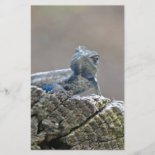 Blue Belly Alligator Lizard Stationery