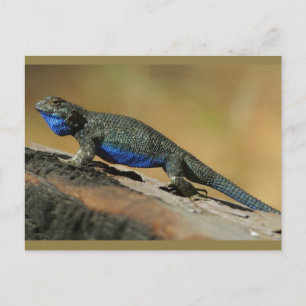 Blue Belly Scale Lizard Postcard