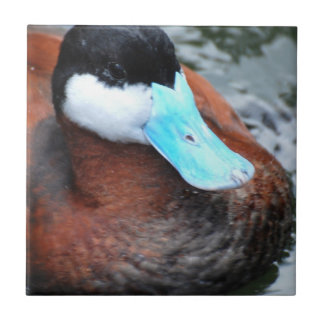 Blue Billed Duck Tile