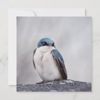 Blue Bird