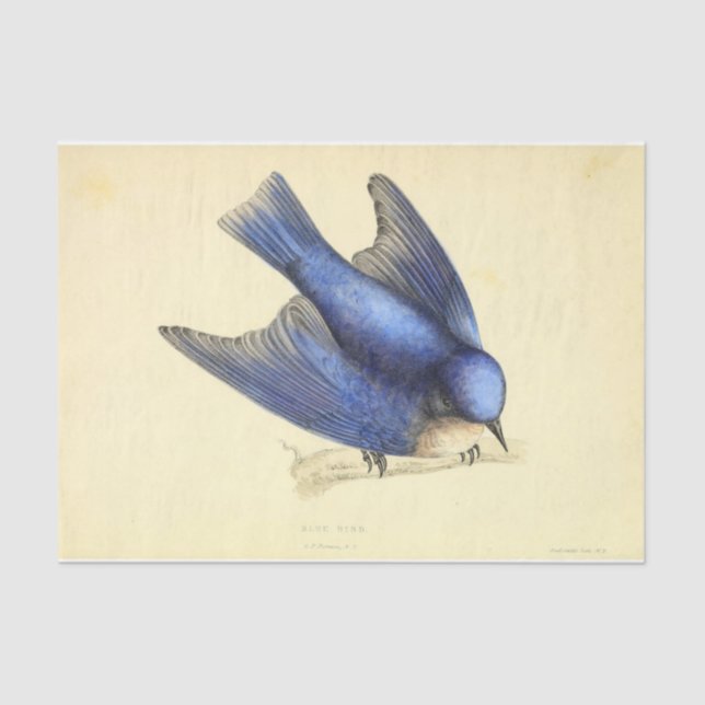 Blue Bird Ephemera Decoupage Tissue Paper (Front)