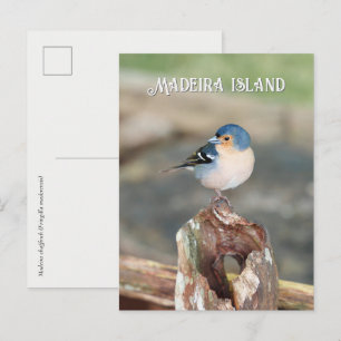 Blue bird Madeira Chaffinch (Fringilla maderensis) Postcard