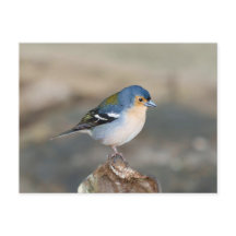 Blue bird Madeira Chaffinch (Fringilla maderensis)