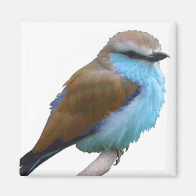 BLUE BIRD MAGNET (Front)
