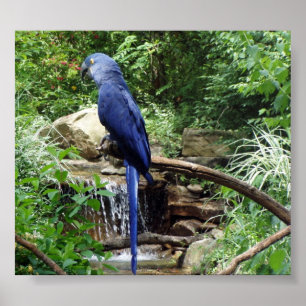 Blue Bird of Paradise Poster