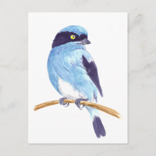 Blue bird postcard