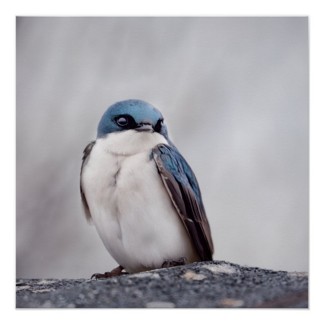 Blue Bird Poster (Front)