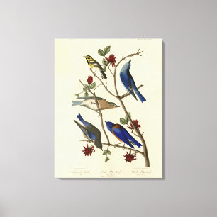Blue-birds and Warbler, Audubon's Birds of America Canvas Print