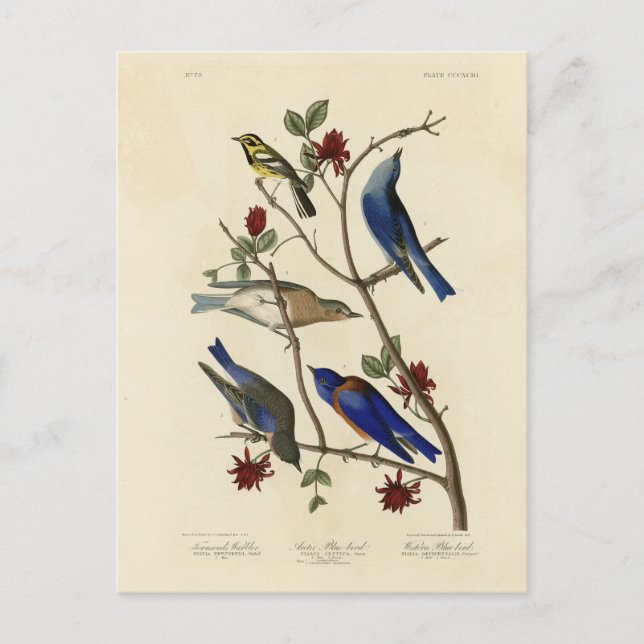 Blue-birds and Warbler, Audubon's Birds of America Postcard (Front)