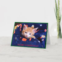 Blue Blanket Cat Merry Christmas Orange Kitten