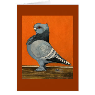 Blue Blondinette Pigeon