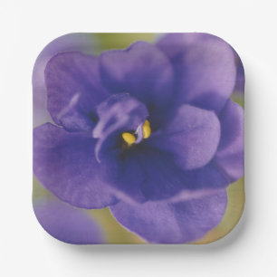 Blue Blooming Flower of Violet Saintpaulia Zoomed Paper Plate