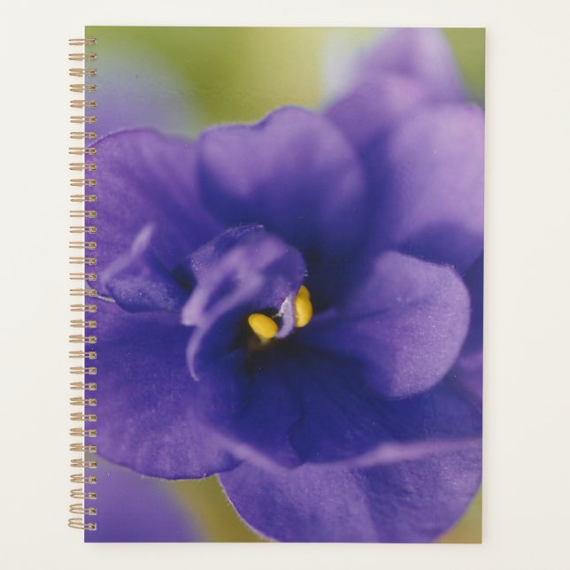 Blue Blooming Flower of Violet Saintpaulia Zoomed Planner (Front)