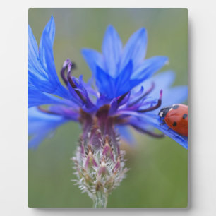 Blue Blossoms Ladybug Peace Love Destiny Art Vine Plaque