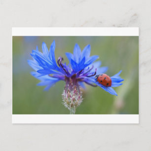 Blue Blossoms Ladybug Peace Love Destiny Art  Vine Postcard