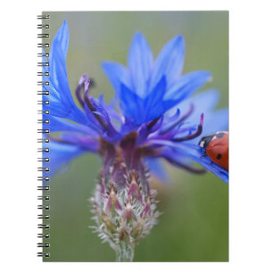 Blue Blossoms Ladybug Peace Love Destiny Art Vine Spiral Notebook