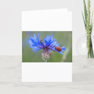 Blue Blossoms Ladybug Peace Love Destiny Art  Vine Thank You Card