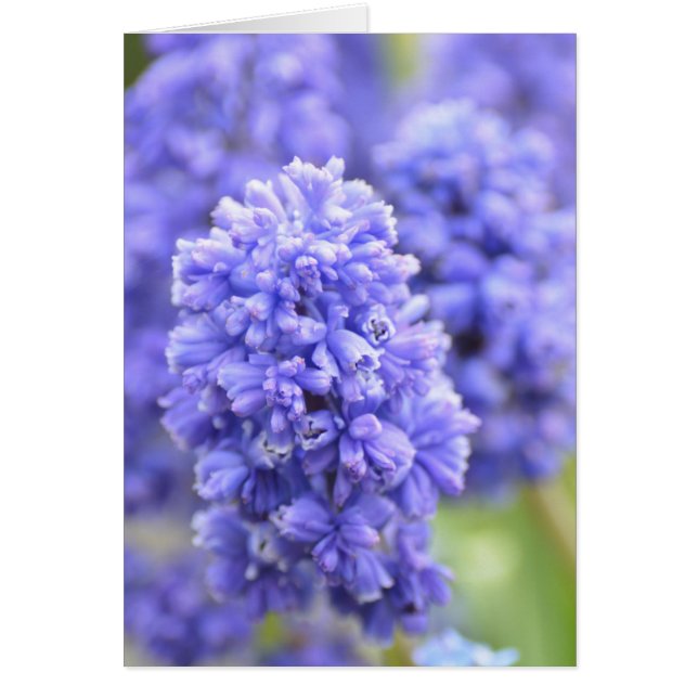 Blue Blue Bells (Front)