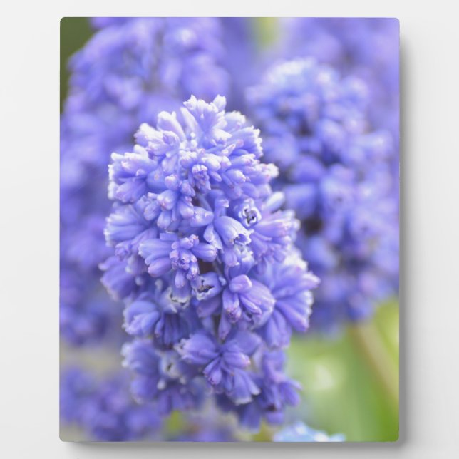 Blue Blue Bells Plaque (Front)