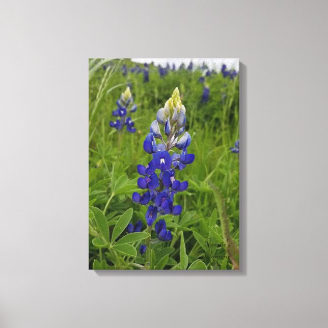 Blue Bonnets of Texas Canvas Print (Front)