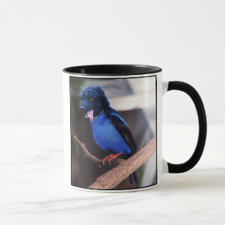 Blue boodle mug