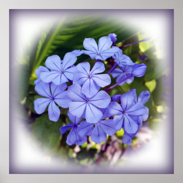 blue bouquet poster (Front)