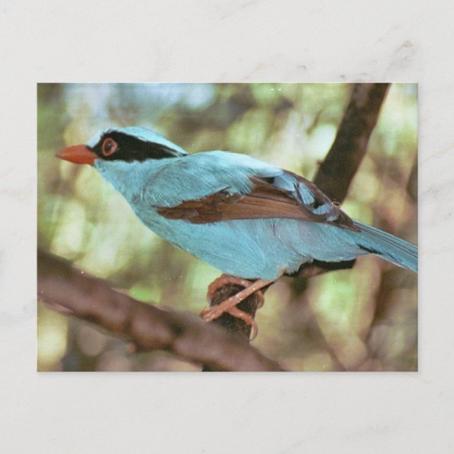Blue-Breasted Kingfisher Photo Postcard (Front)