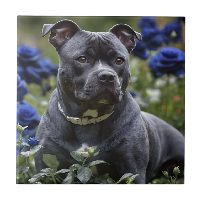 "Blue Brindle Beauty: A Staffy in Blue Roses Tile (Front)
