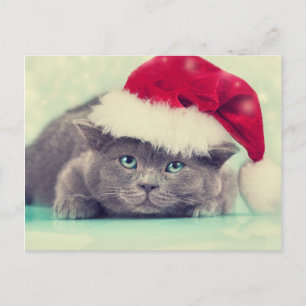 Blue British Cat Purr-fect Holiday Season Postcard
