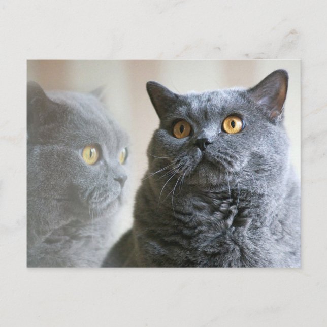 Blue British Shorthair with gold eyes Postcard (Front)