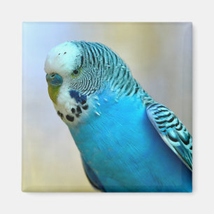 Blue budgerigar perched postcard square sticker T- Magnet
