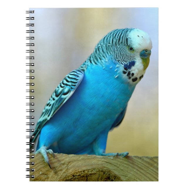Blue budgerigar perched postcard square sticker T- Notebook (Front)