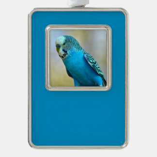 Blue budgerigar perched postcard square sticker T- Silver Plated Framed Ornament