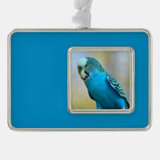 Blue budgerigar perched postcard square sticker T- Silver Plated Framed Ornament