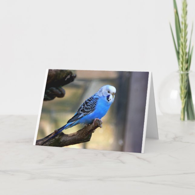 Blue Budgie Card (Front)