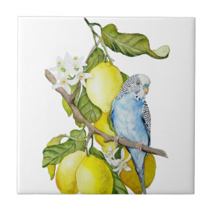Blue Budgie in Lemon Tree Watercolor Botanical Art Tile