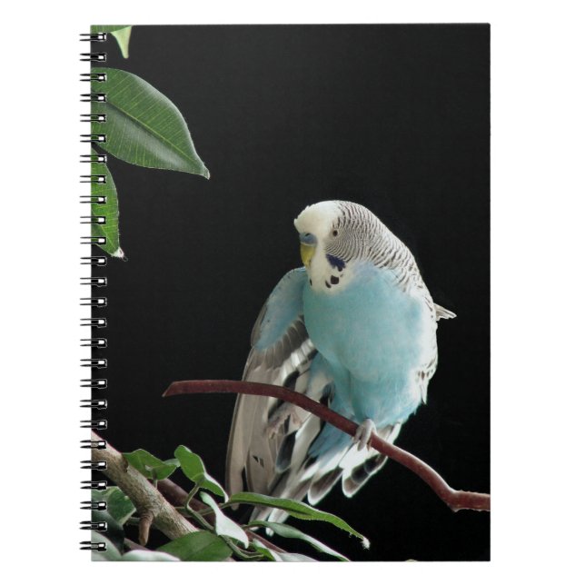 Blue Budgie Notebook, Parakeet Stationery Spiral Notebook (Front)