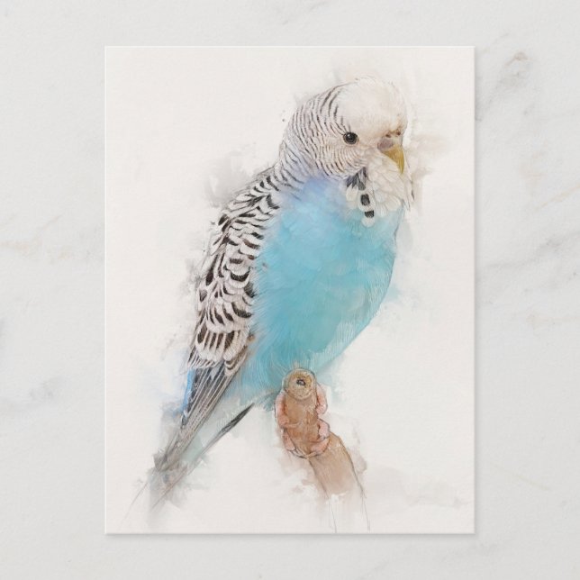 Blue Budgie Portrait Postcard (Front)