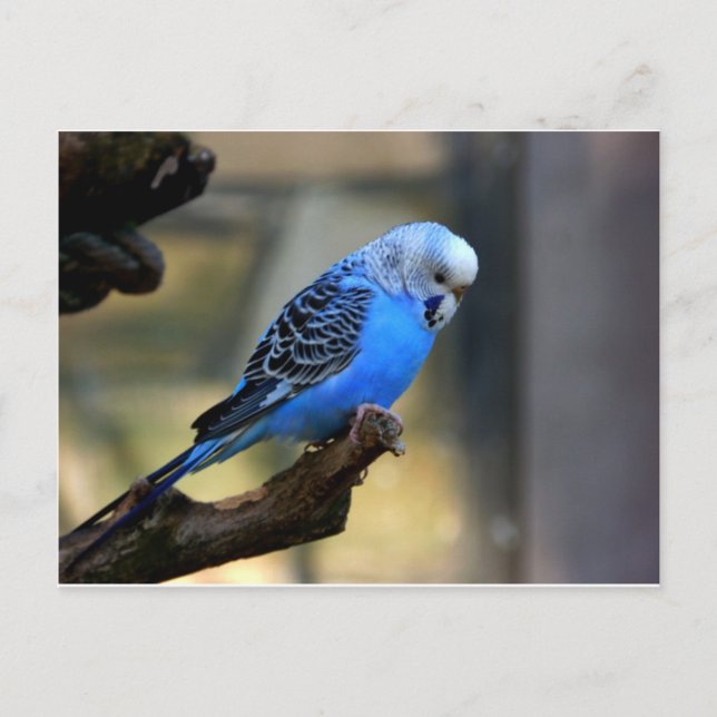 Blue Budgie Postcard (Front)