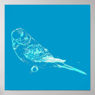 Blue Budgie Poster