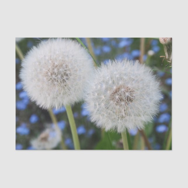 blue, buttercup, plant, dandelion, meadow, white, tissue paper (Front)