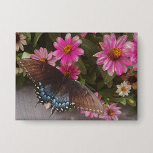 blue butterfly