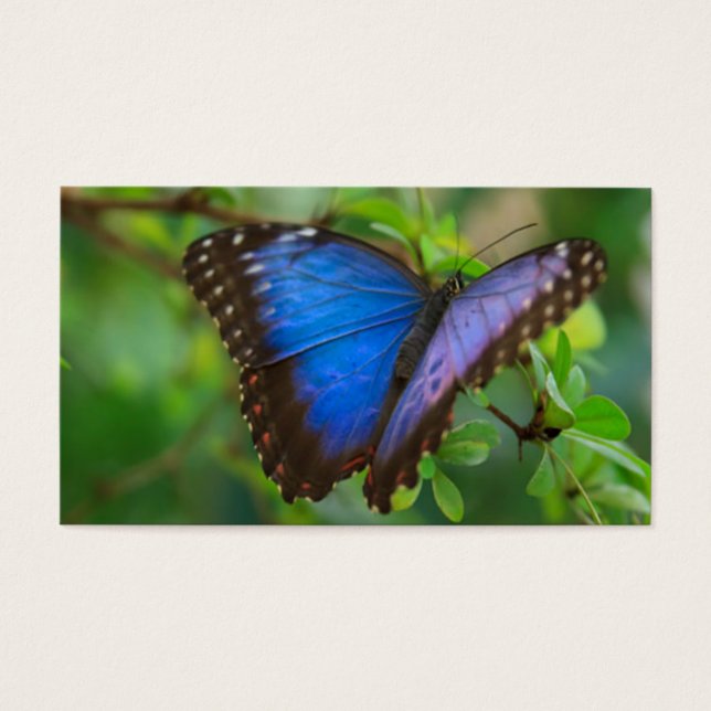 Blue Butterfly (Front)