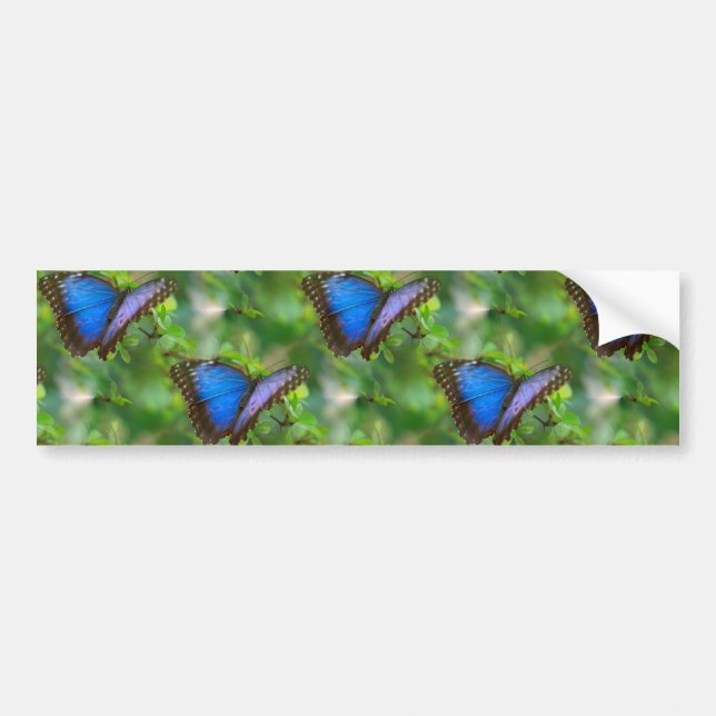 Blue Butterfly Bumper Sticker (Front)