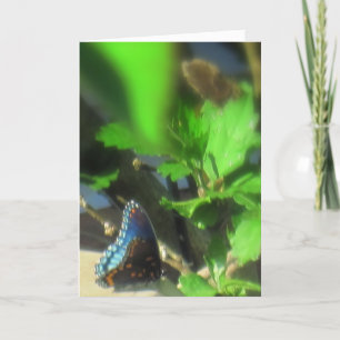 Blue Butterfly Card