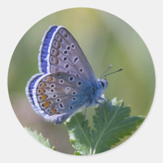 blue butterfly classic round sticker