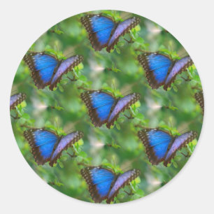 Blue Butterfly Classic Round Sticker