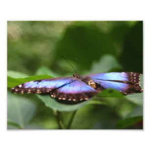 Blue Butterfly Close Up 8x10 Photo Print