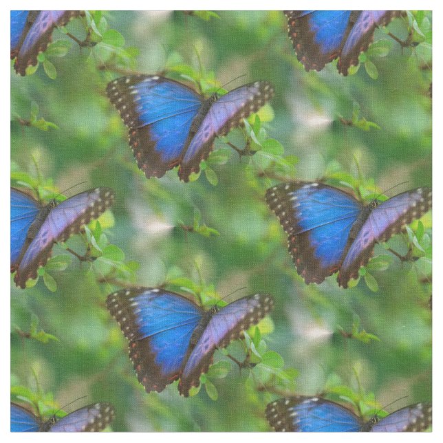 Blue Butterfly Fabric (Close Up)